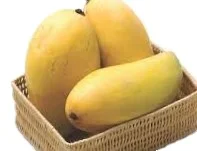 high quality export mango sand mango sand hoa Loc mango sand chu ...