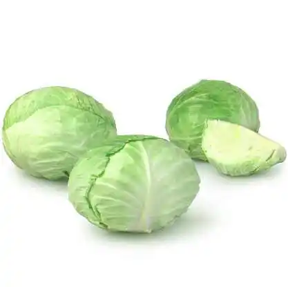 wholesale delicious exporting brands fresh organic cabbage.