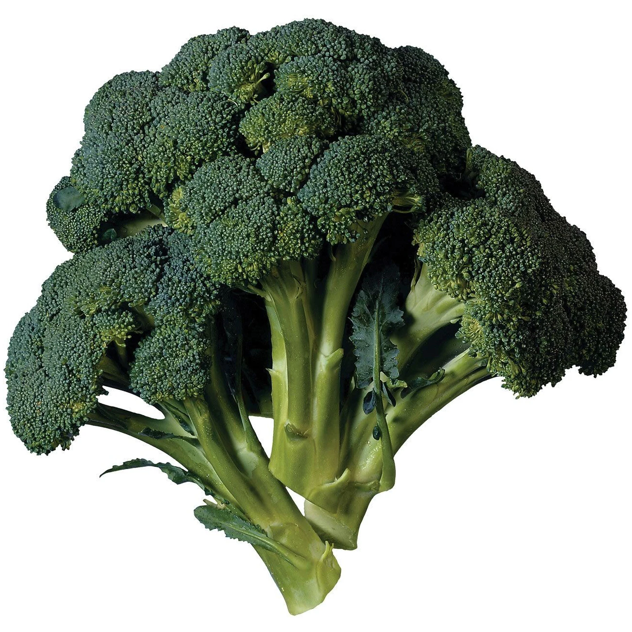 Hot-sale Fresh Organic IQF Frozen Broccoli brand price %100 Natural Wholesale Fresh Broccoli Vegetable Origin High Quality