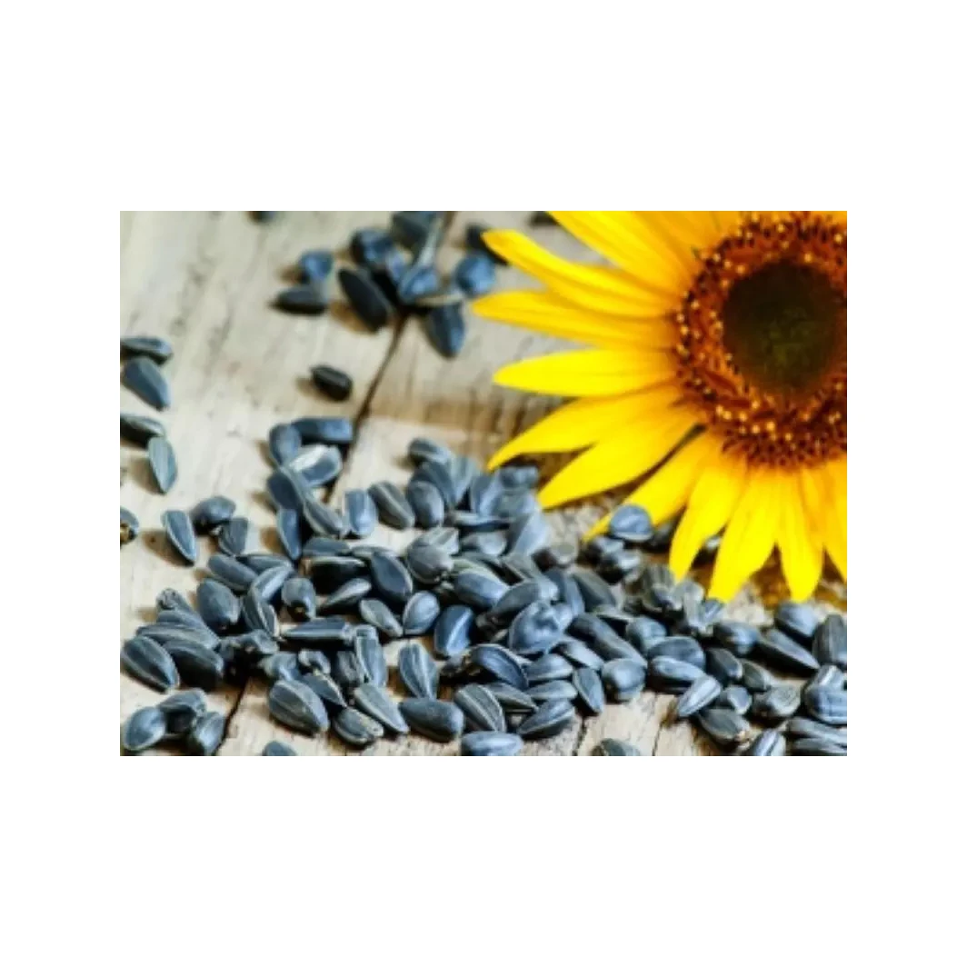 100% Fresh Sunflower Seed for sale in good price