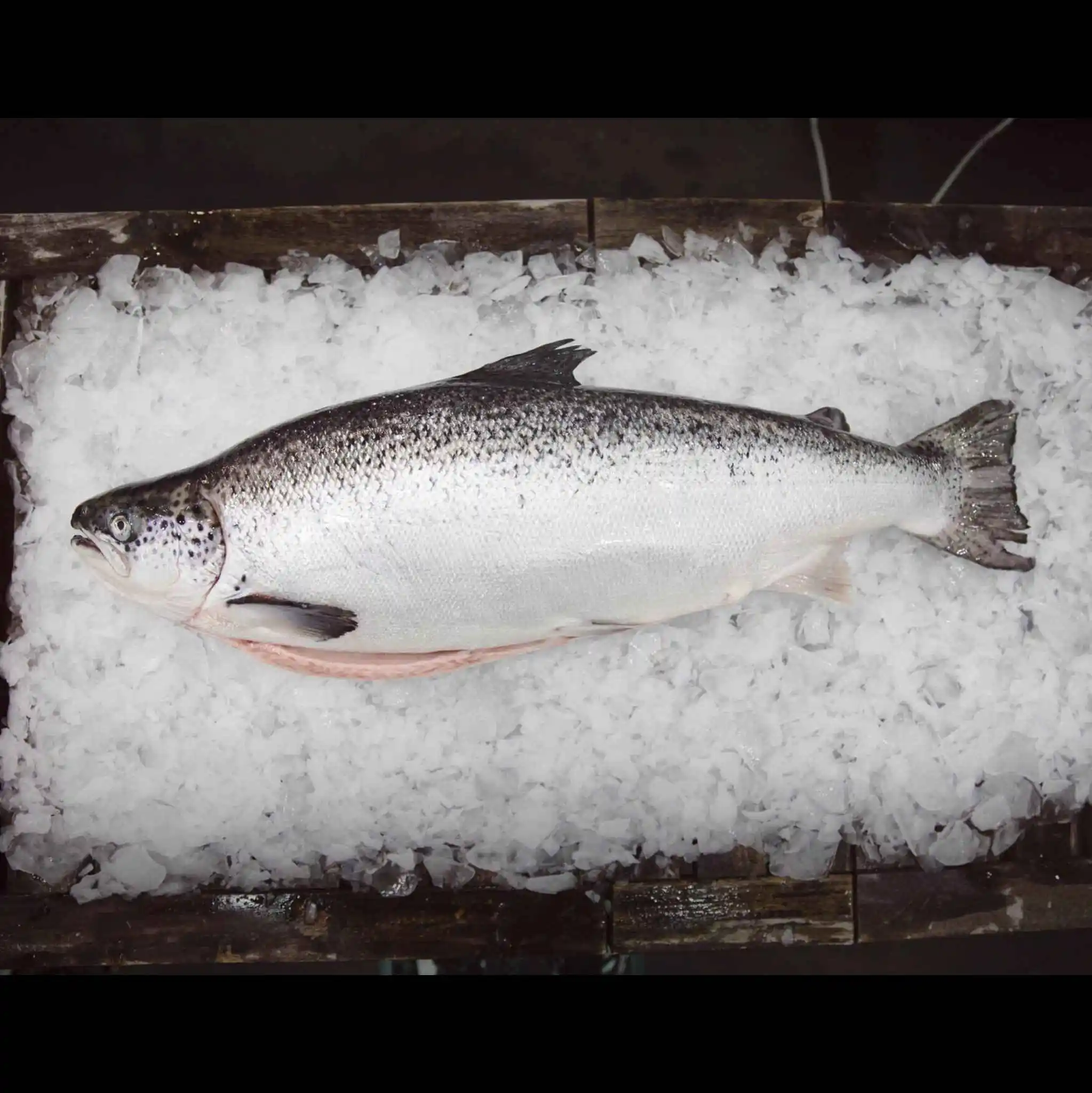 Best Quality Custom Made Wholesale Factory Price Frozen Atlantic Salmon Fish