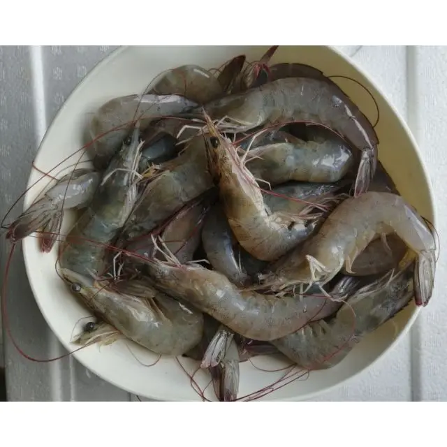 Frozen Seafood Of Tiger Prawn From Thailand Sea From 10 To 25 Kg With IIQF/BQF, And Master Cartoon Packing