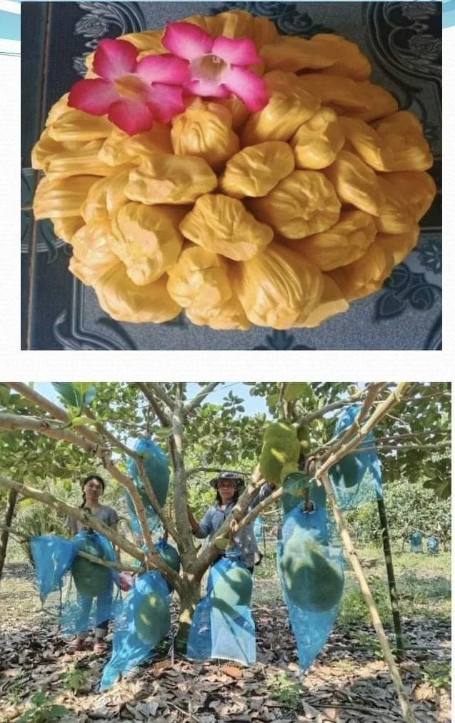 Frozen Golden Thai Jackfruit