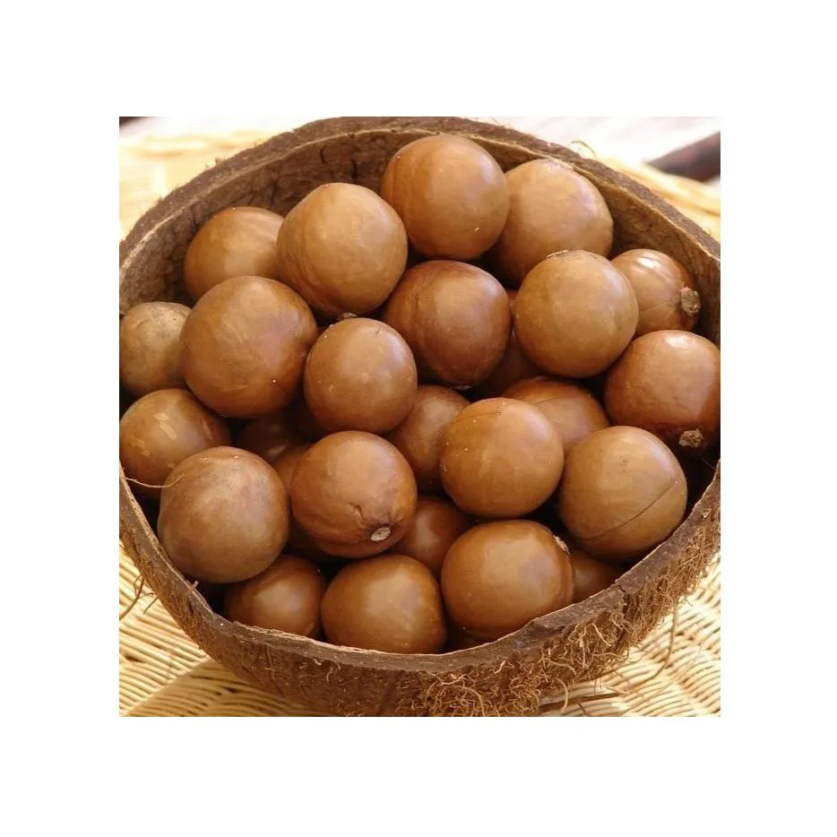 Best price Macadamia Without shell roasted double halves with Medium Size Manufacturing Wholesale Grade A Macca Nuts