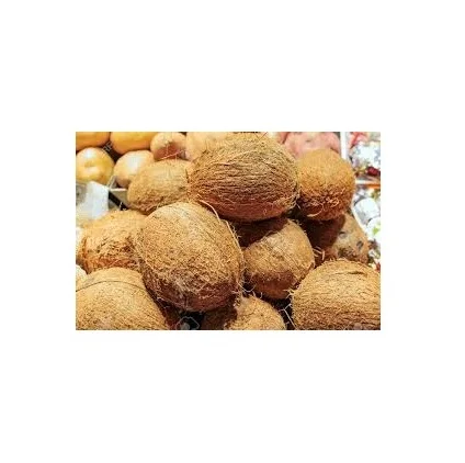 SEMI HUSKED COCONUT EXPORTER FROM INDIA