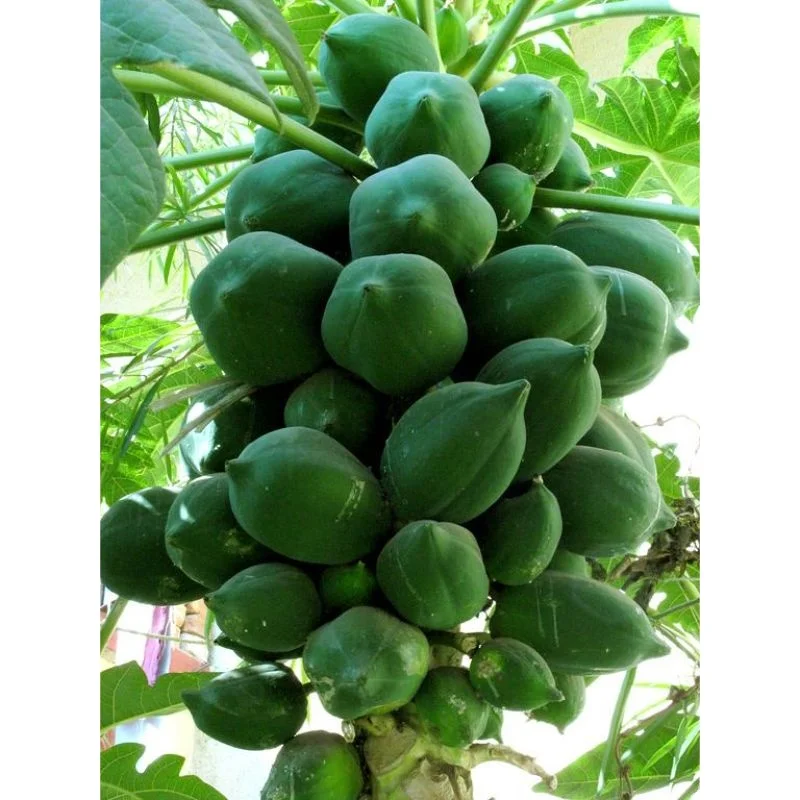 Pink Red Papaya red glory f1