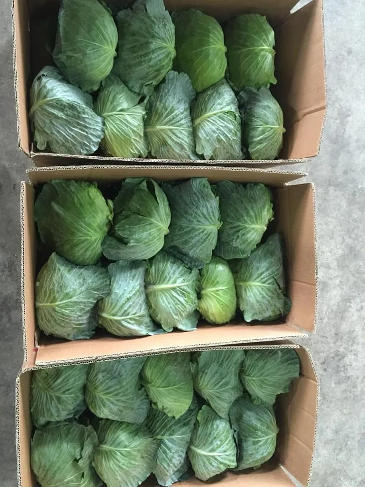 100% from Natural Cabbages with Premium Quality and Lowest Price Vietnam origin