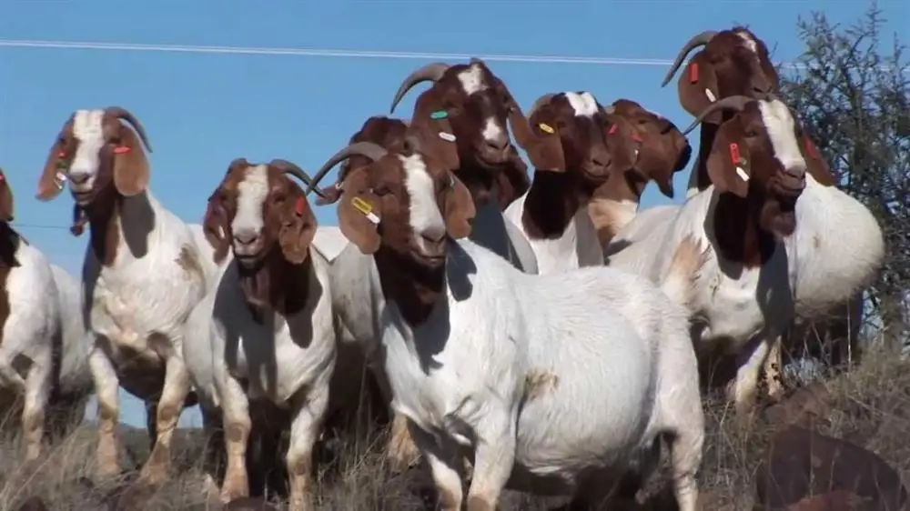Boer goat.jpg