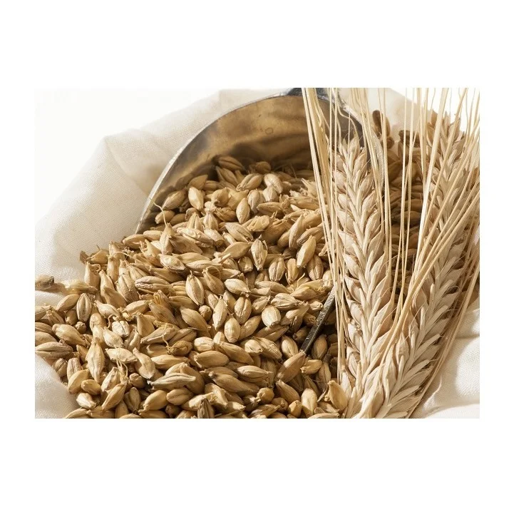 100% Barley Seeds/Animal Feed Barley/bulk Barley Grains at Affordable Price