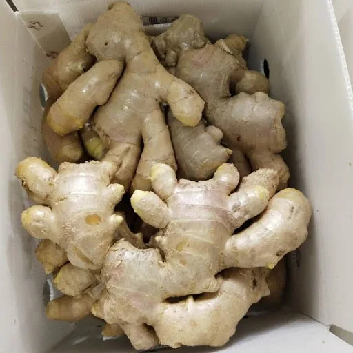 hot sale South Africa fresh ginger water washed fresh ginger factory price fresh ginger