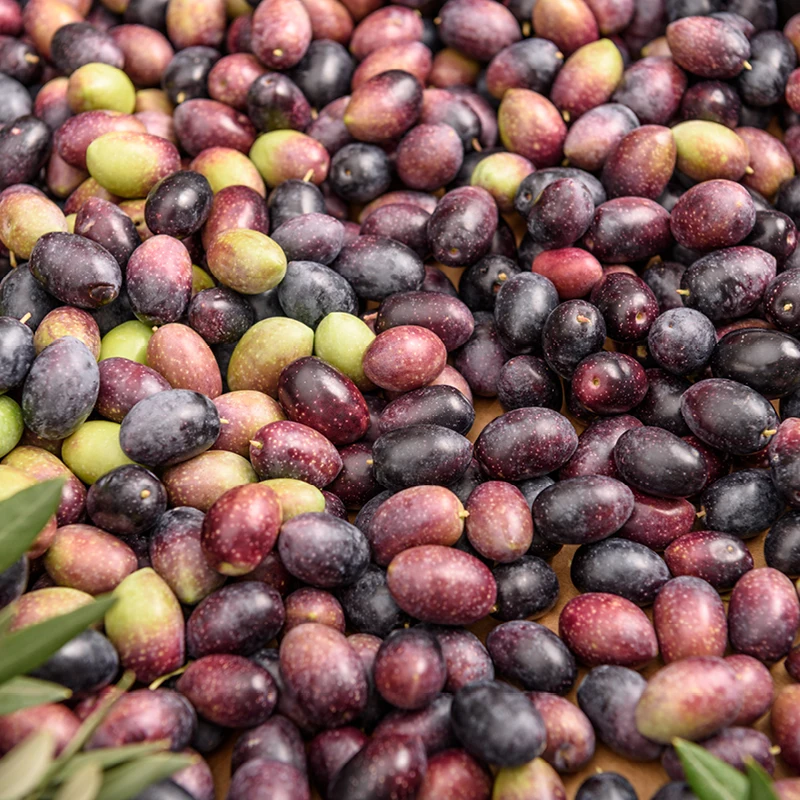 Made in Italy Extravirgin olive oil cold pressed original slightly fuity oil 500 ml, 6 pcs x box hot sale