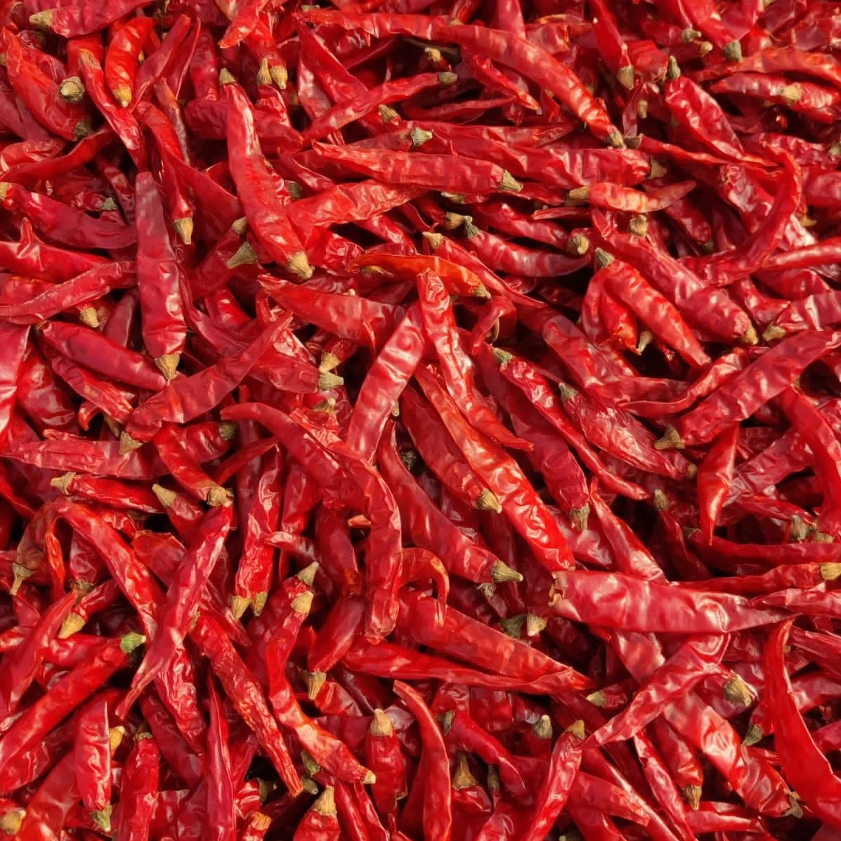 Red Chili Pepper Dried Vietnam Wholesale Hot and Spicy Export Spices & Herbs Products Good Price