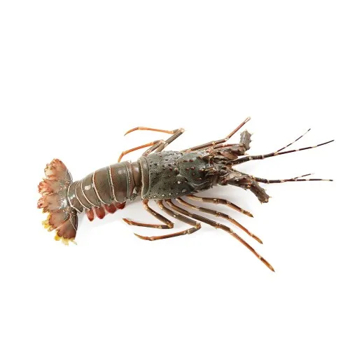 Frozen Fresh Live Green Lobster - Alive Bamboo Lobster - Live spiny lobster for sale