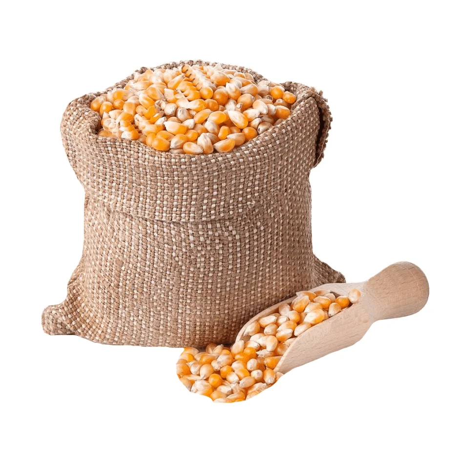 Dried yellow sweet yellow corn, Yellow Maize for sale.
