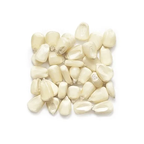 Top Selling Non GMO Yellow Maize Corn/ Yellow Corn & White Corn/Air Dried Yellow Maize Corn for Sale