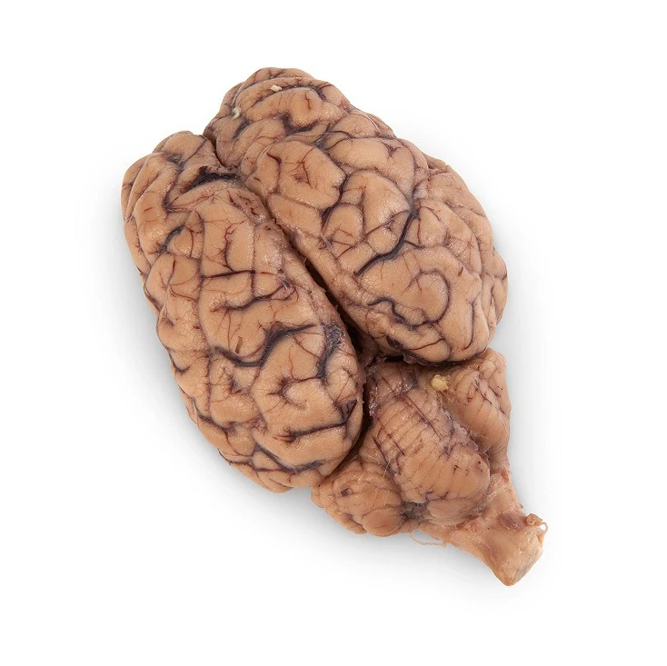 Brain Beef Meat Cheap low price Healthy Beef Brain Premium Quality  High Quality Beef Brain Customer Demand Best Price