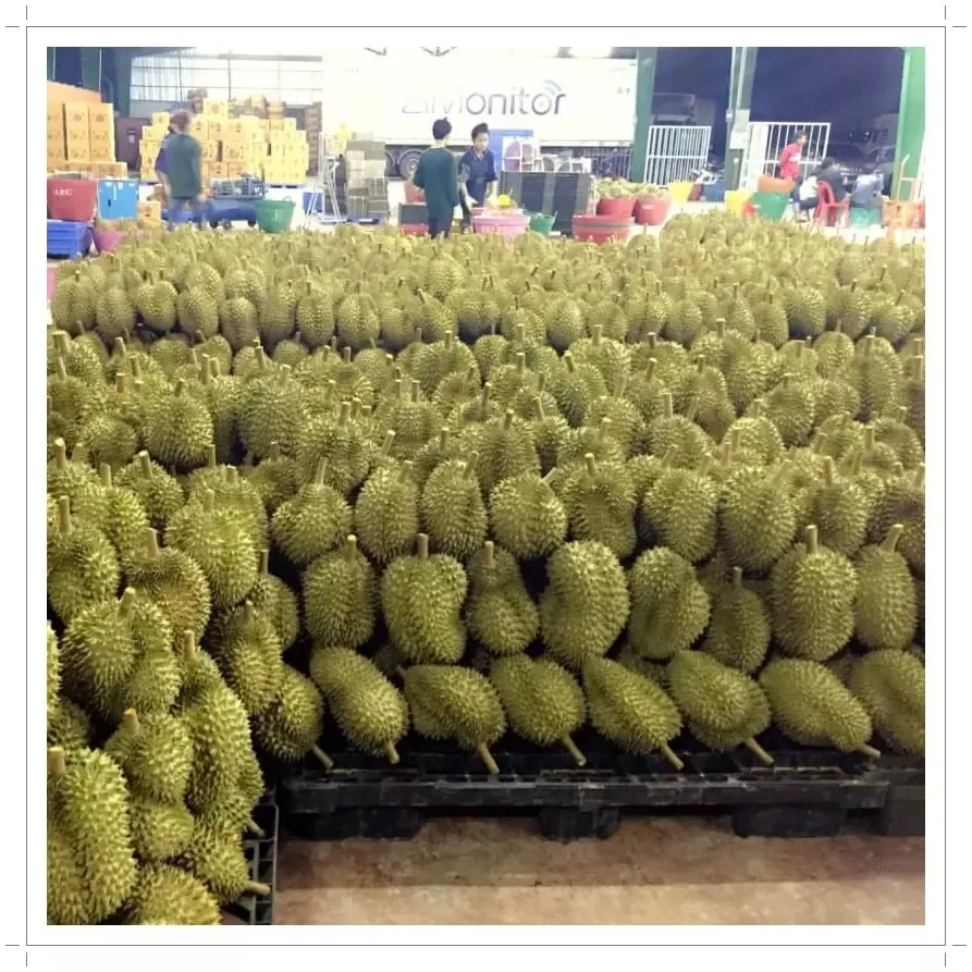 Monthong Durian Made In Vietnam So Fresh Premium Quality Fresh Whole Piece /Frozen Pulp Durian Fruit Monthong