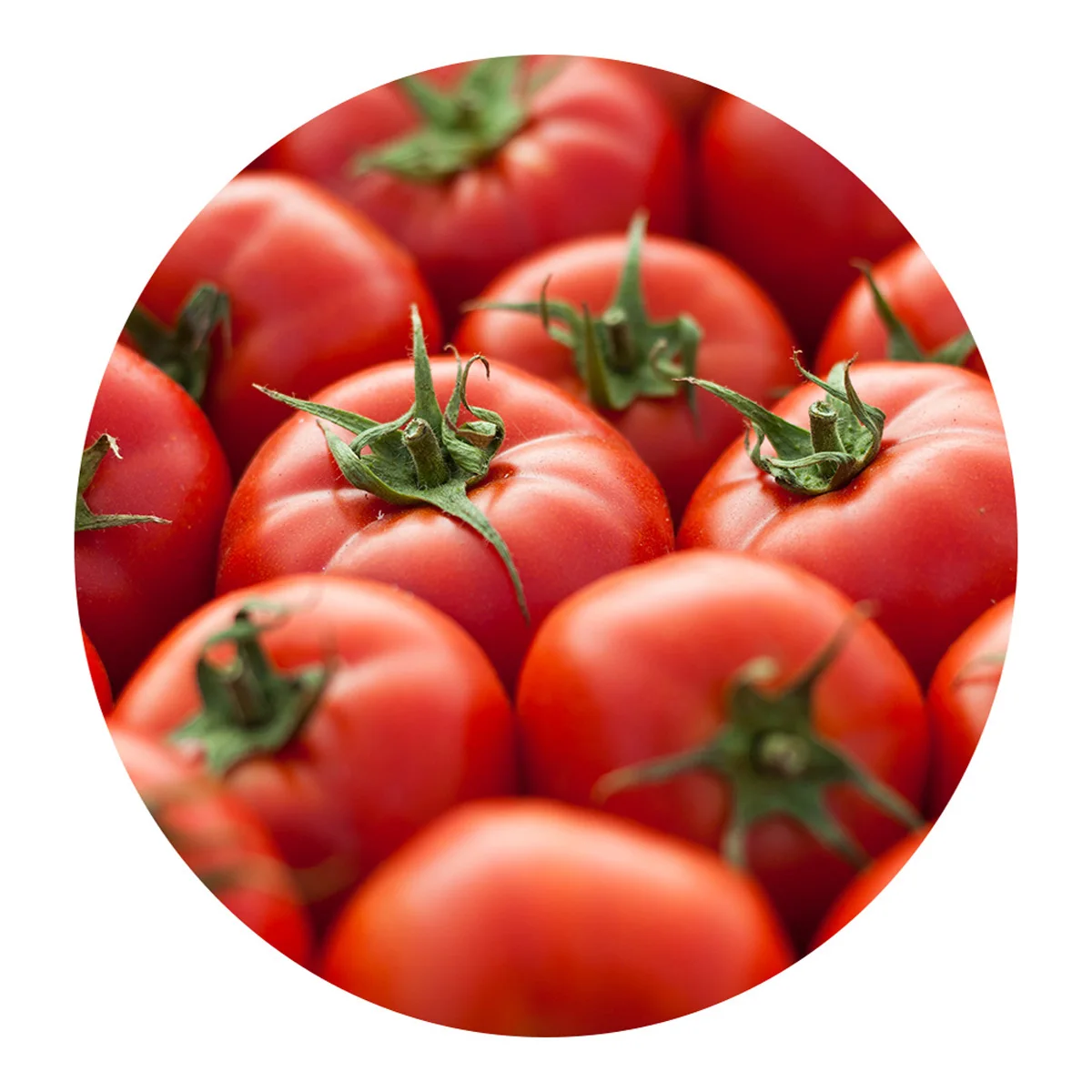 Natural red tomato ripe and delicious from the manufacturer wholesale low price