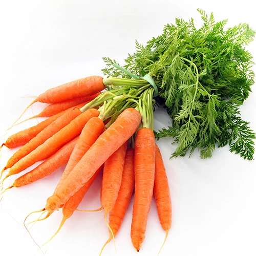 Fresh Vegetables Common Cultivation Export quality  Natural sweet Fresh Carrot From Vietnam