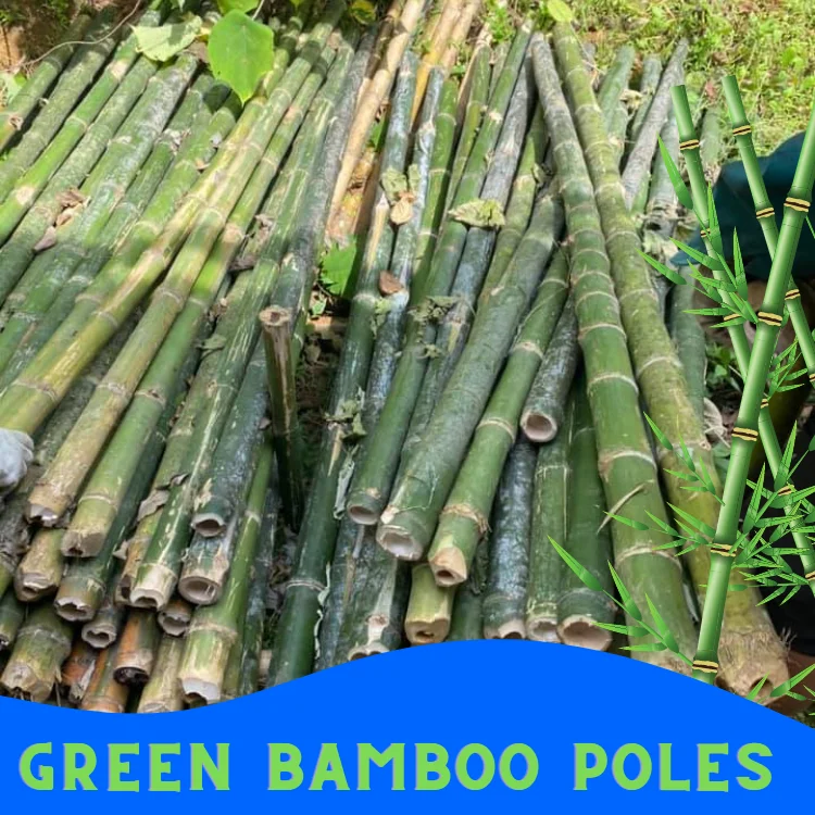 High Quality Viet FOA Cane Bamboo Pole for Plant Raw Materials Bamboo Sale Flower Hot Time Garden Support Feature Origin Cutting