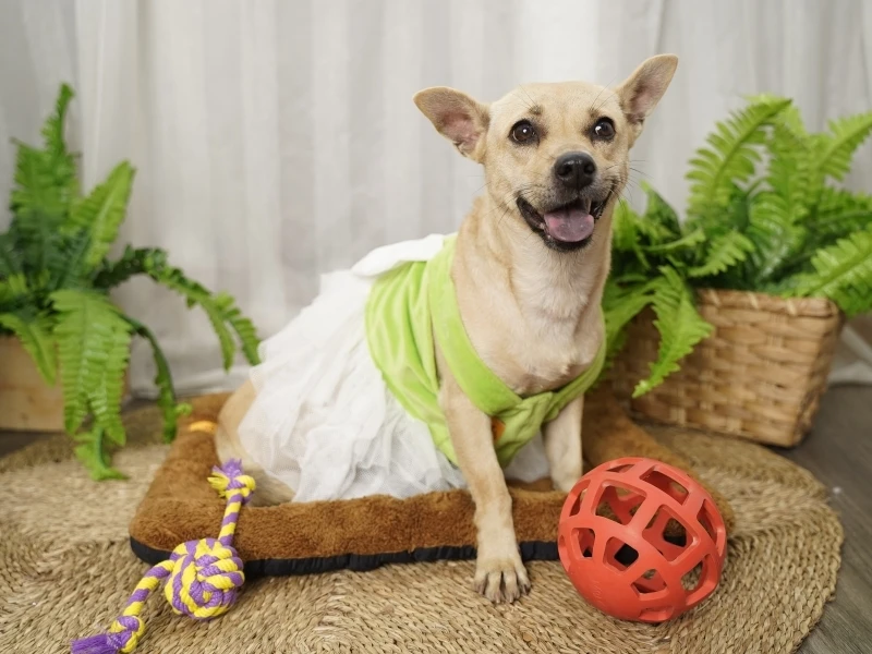 Direct Price Factory OEM 2022 Pet Accessories Pet Soft Fur Fabric Mat Cute Design Pet Mat Dog Three Size Warmish