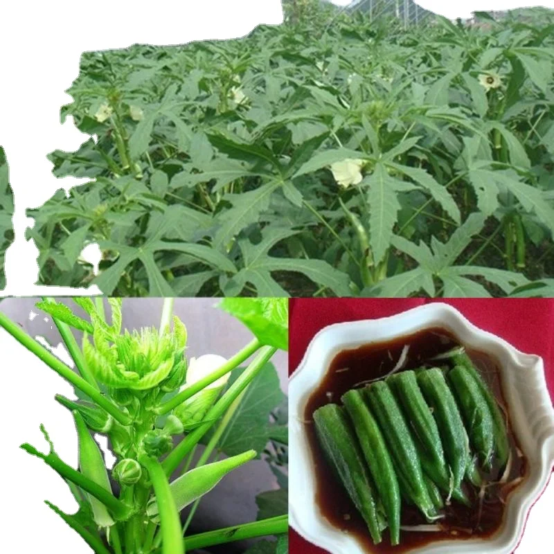 Темно-зеленый, Лучшая цена на качественные фрукты для потребления Okra/Okro, темно-зеленые экспортеры из Индии
