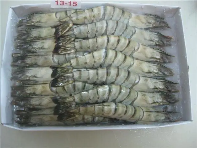 Black tiger shrimp 3.jpg
