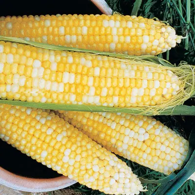 Top Purity freeze Dried Vegetable Yellow bulk Sweet Corn