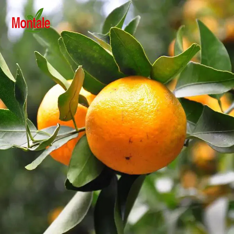 Mandarain China Wholesale Great Fresh High Quality Lokan