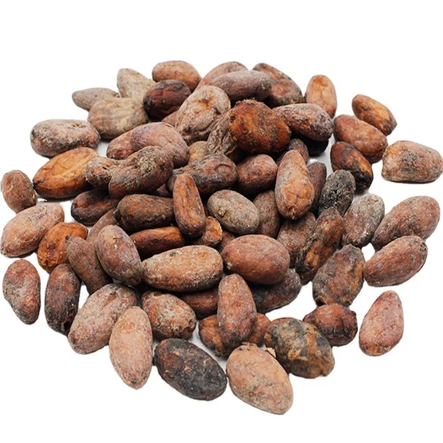 Bulk 100% Organic Cocoa Beans Online, Raw Sun Dried Criollo Green Cocao Beans Good for High Quality Chocolates Export