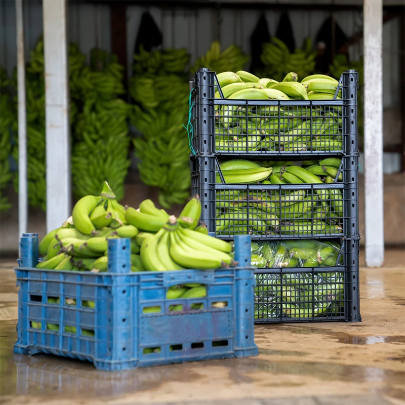 Wholesale Prices Farming Products Export Premium Natural Fresh Fruit Cavendish Ecuador Banana For Sale
