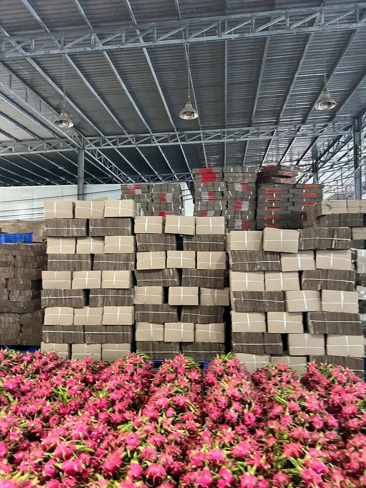 Hot Deal Cheap Price Natural Sweet Red and White Fresh Dragon Fruit Competitive Price Ready Export - ANNA DO WA+84982153058