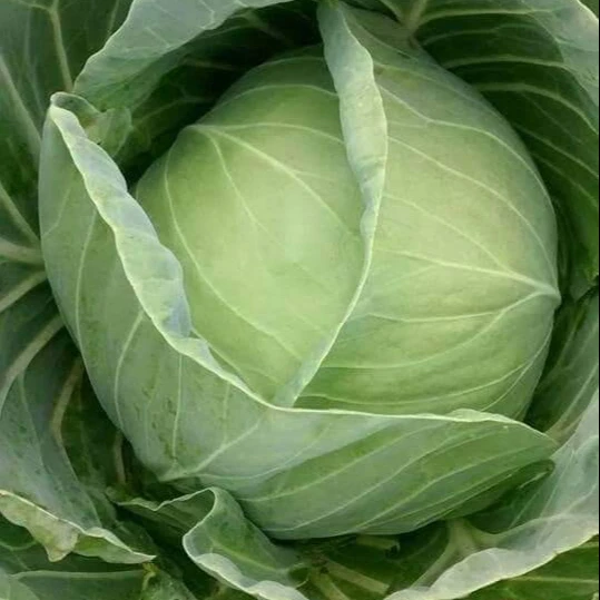 Round Shape Organic Cabbage Style Piece Weight Origin Type Variety Product Fresh Place Model Cultivation FromVietnam 2023