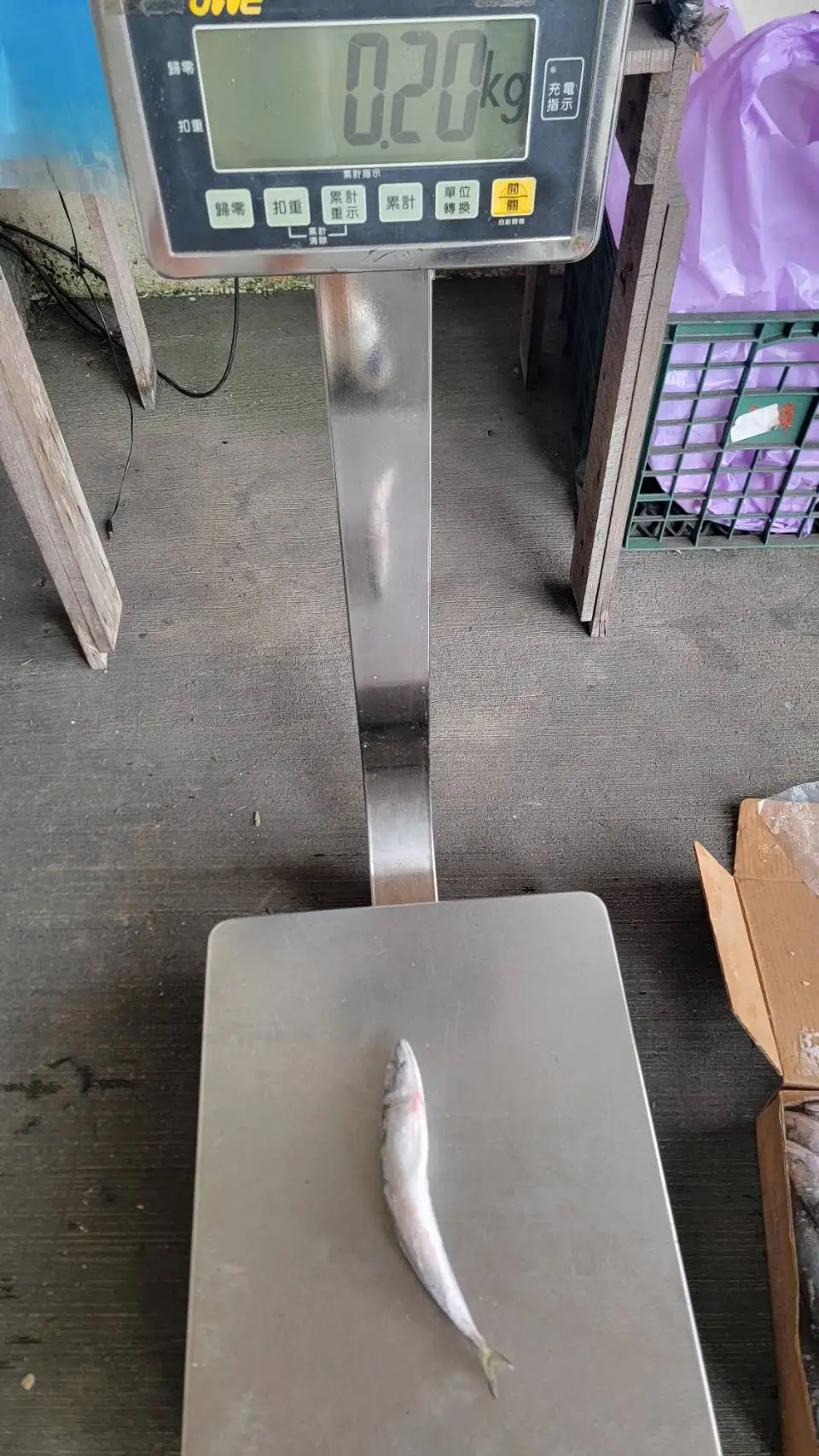 Frozen Pacific Mackerel