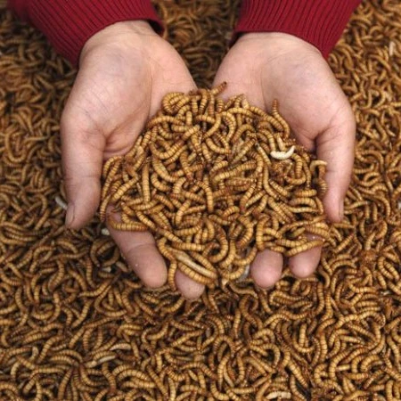 Meal Worms Wholesale Meal Worms Dried Poultry Feed