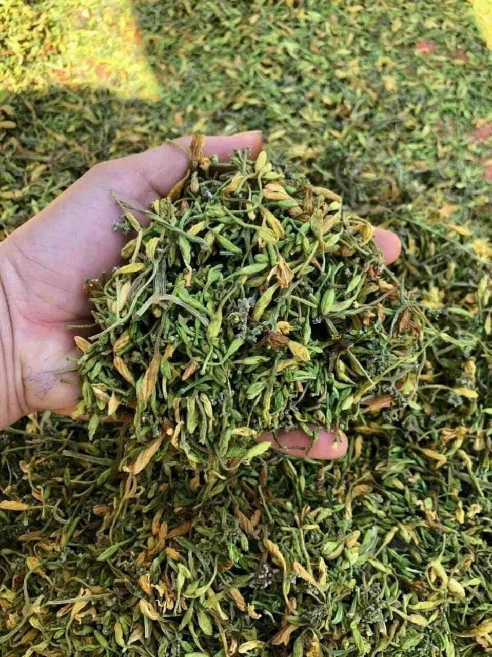 DRIED MALE PAPAYA FLOWERS / AROMATIC HERBAL BLEND HIGH-QUALITY MADE in VIETNAM