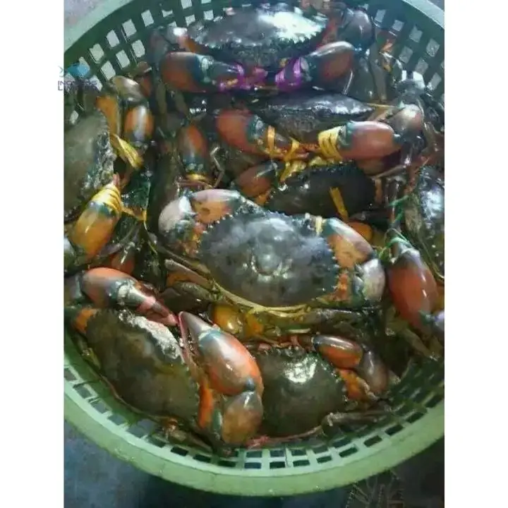 Premium Quality Bangladeshi Fresh Mud Crab live Premium Grade High Protein Good Taste Large Sizes Seafood Frozen Soft Shell Crab