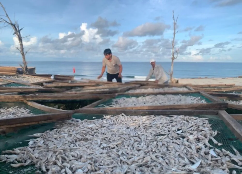 Dry seafood Dried Salted Anchovy 100% organic from Vietnam For Sale OEM Service With Vacuum Pack