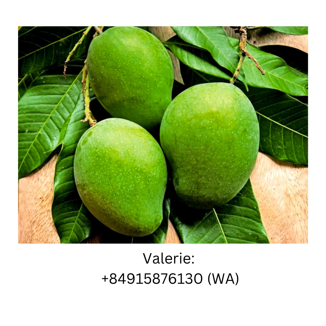 New product 2023 Fruit  Natural Green Mango For Export Market With Natural Sweet Flavor For Wholesale made in Vietnam