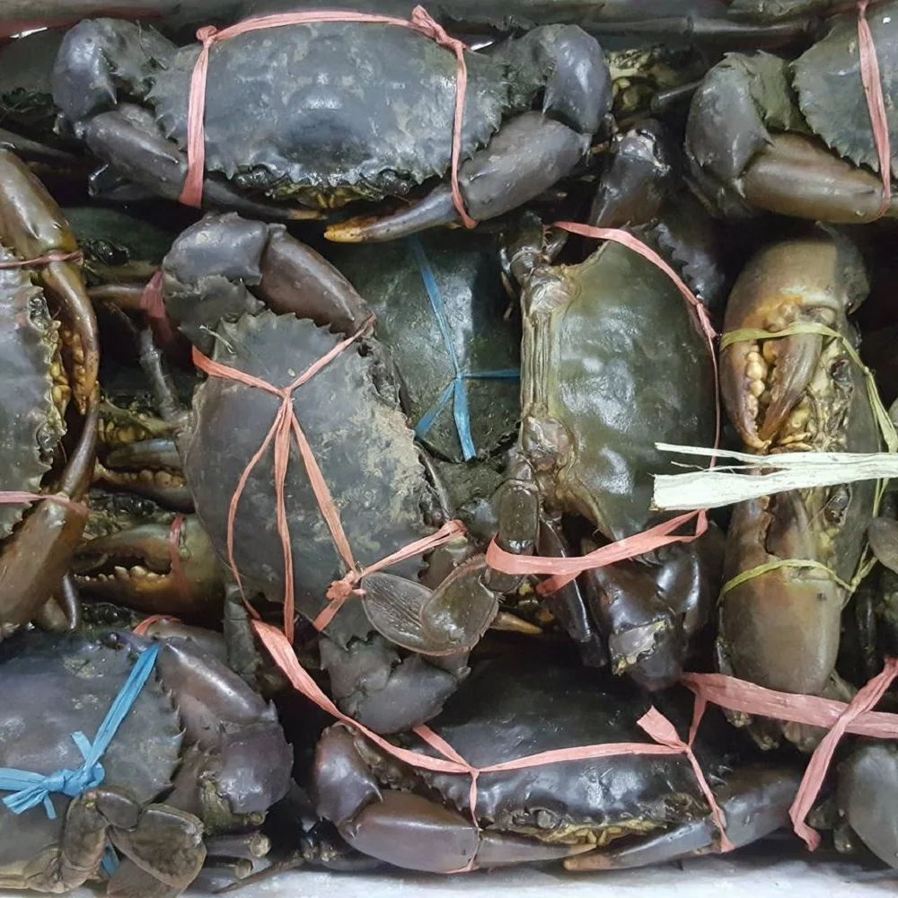 Hot Sale Live Mud Crabs, Blue Crabs, King Crabs /Live Seafood/ Frozen King Crab