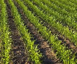 DAP удобрение хлорид калия (Швабра)