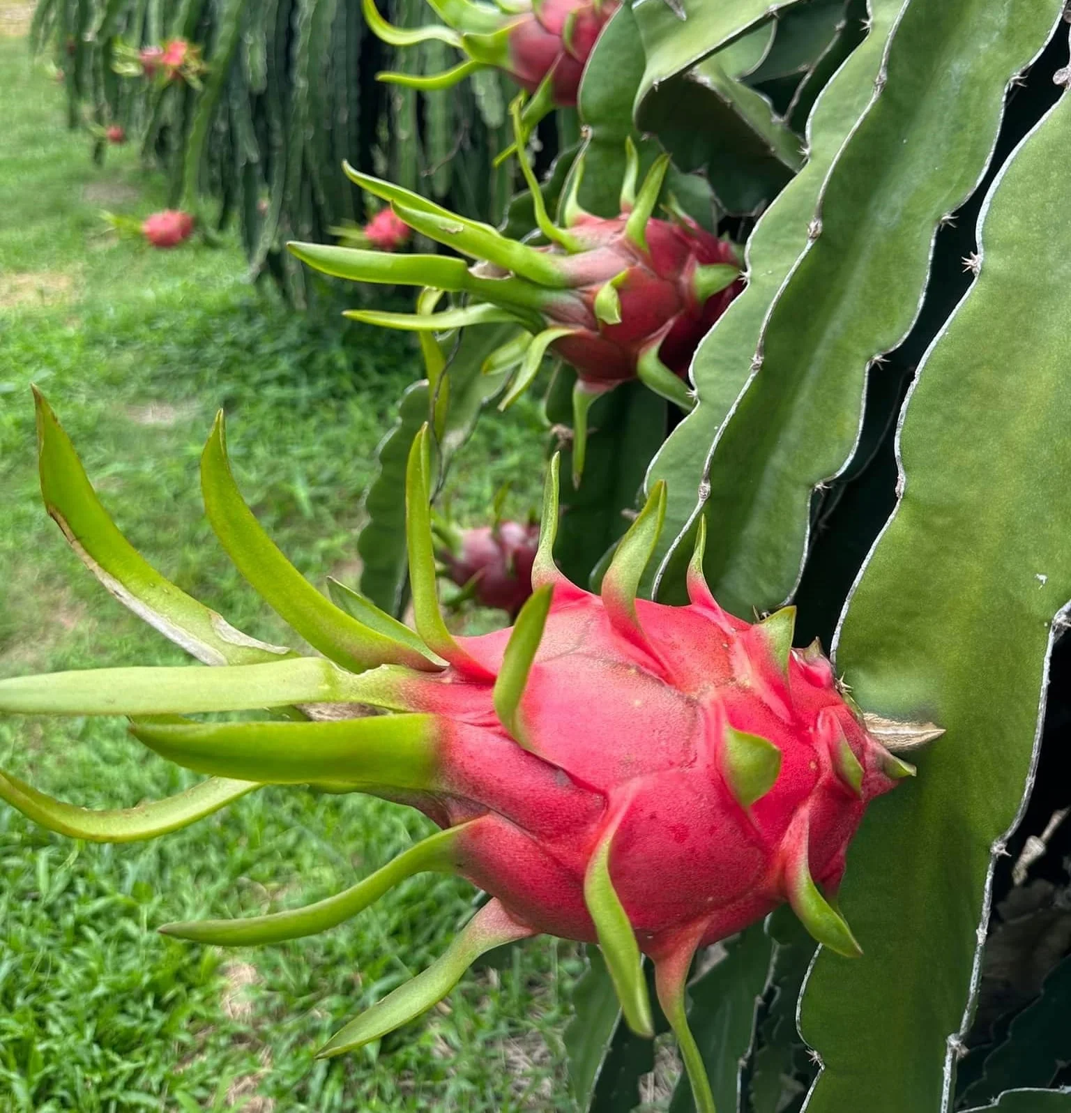 VIETNAMESE FRESH RED & WHITE DRAGON FRUITS IN VARIOUS QUALITY SIZES IN CARTON 6KG 9KG COMPETITIVE PRICE HIGH QUALITY -  ANNA DO
