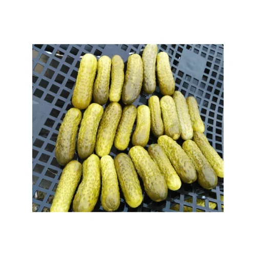 BEST SELLER PICKLED GHERKINS - HOT SALES CANNED PICKLED CUCUMBER