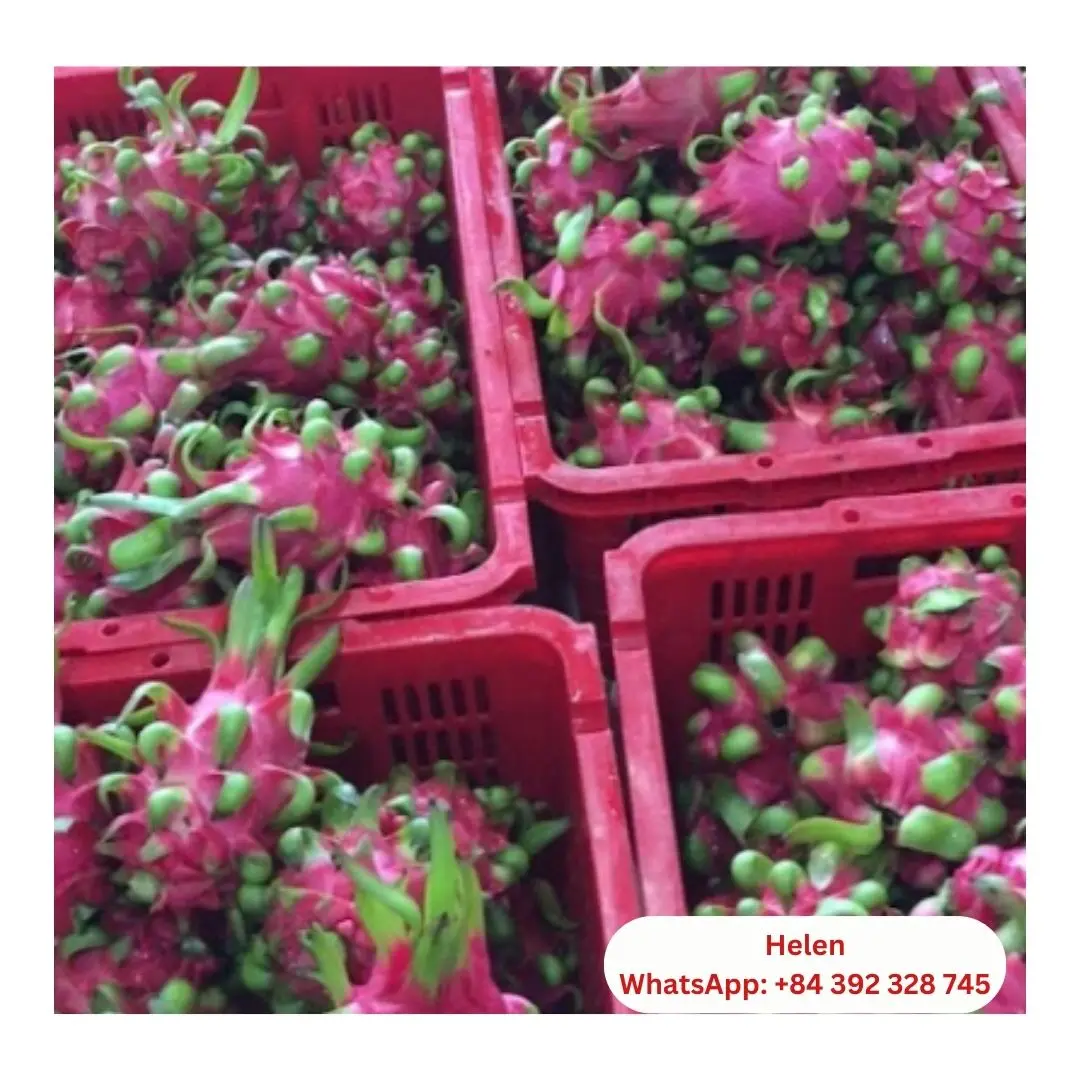VIETNAM FRESH DRAGON FRUIT WHITE AND RED STYLE CHEAPEST PRICE IN 2024 TOP SALE FRESH FRUIT GRADE 1 COMMON CULTIVATION