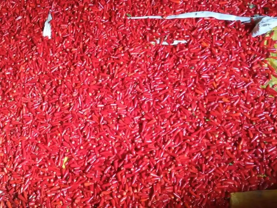 Hot Red Pepper 100% Dried Stem Free Very Good Price From Thailand