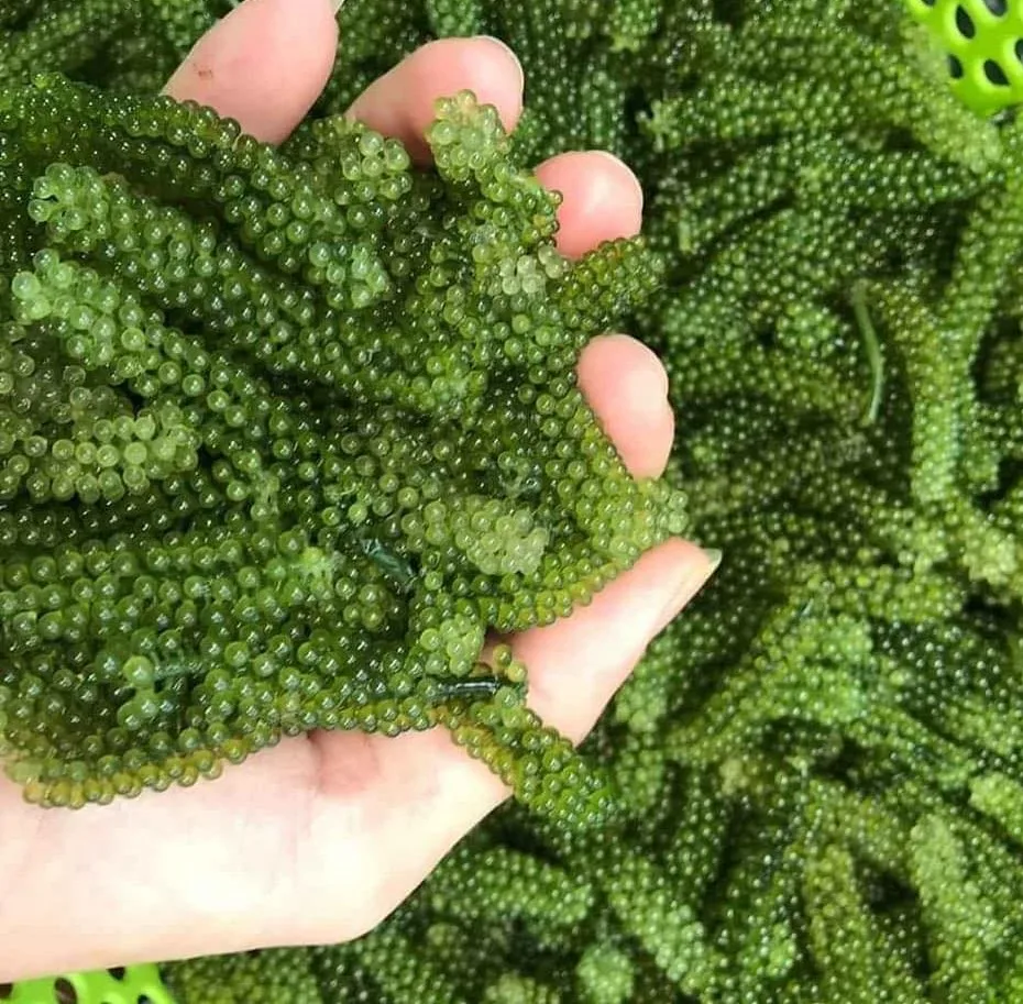 Обезвоженный морской виноград/лато/CAULERPA LENTILLIFERA от 99 Gold