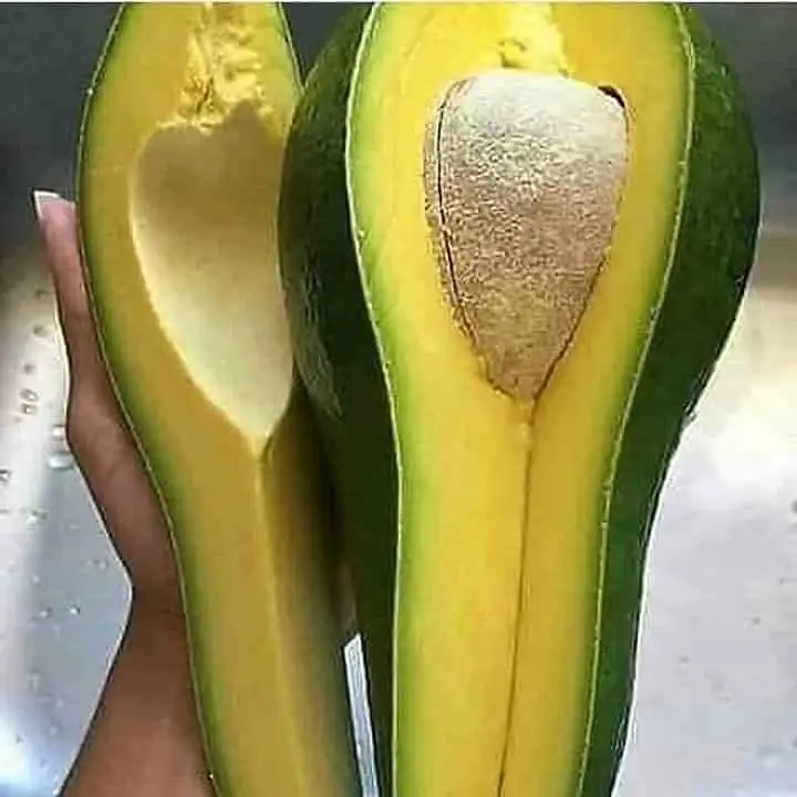 Good price frozen avocado ORGANIC FRESH AVOCADO FRUIT whole avocado fruit export