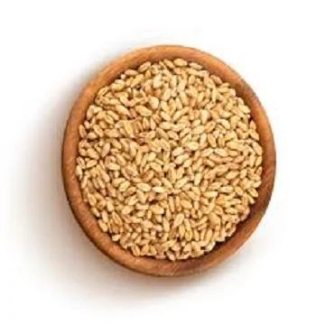 High Quality Wheat Grain Wholesale price