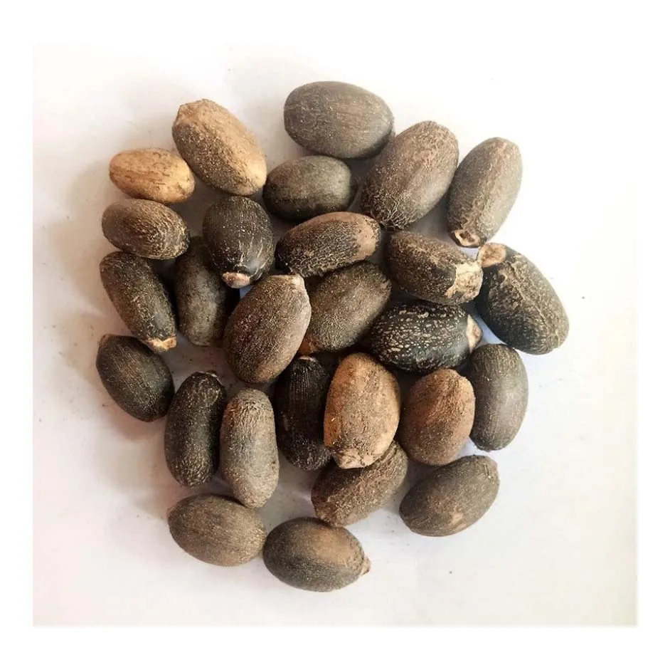 Top Grade Jatropha Seeds Wholesale Price Jatropha Seeds