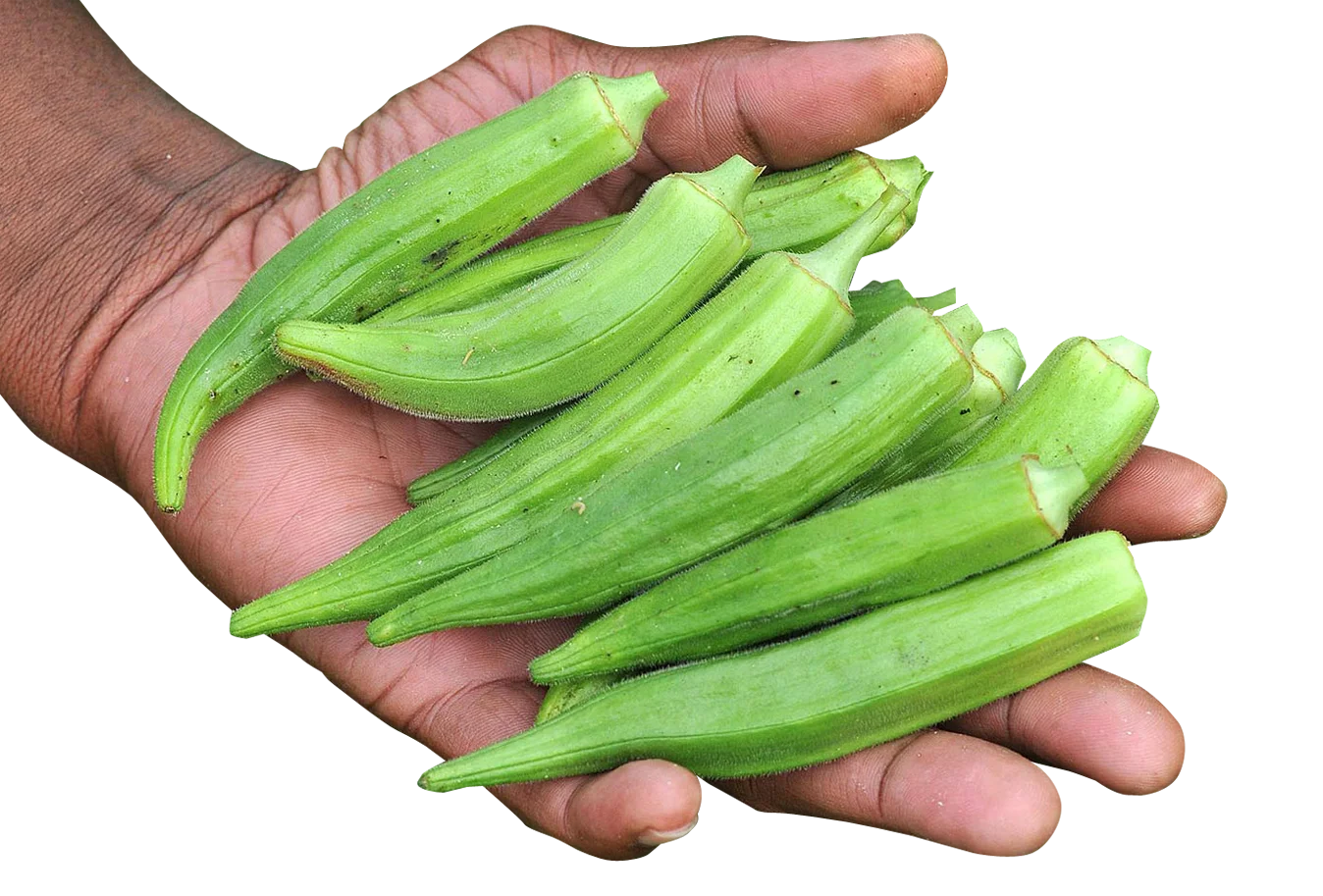 Okra fresh okra frozen green vegetables price bulk supply style  IQF Okra for food with premium quality